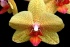 Large_Yellow_Spot_Phalaenopsis.jpg