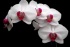 Orchid.jpg