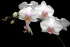 White-Mini-Phalaenopsis.jpg