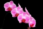Large_pink_phalaenopsis.jpg