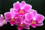 pink-mini-phalaenopsis.jpg