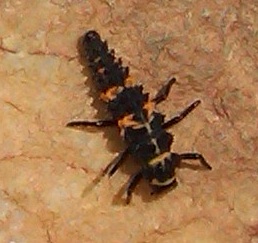 Lady Beetle 