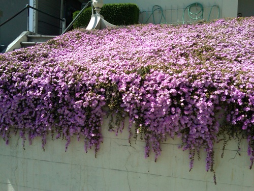 sedum in the landscape